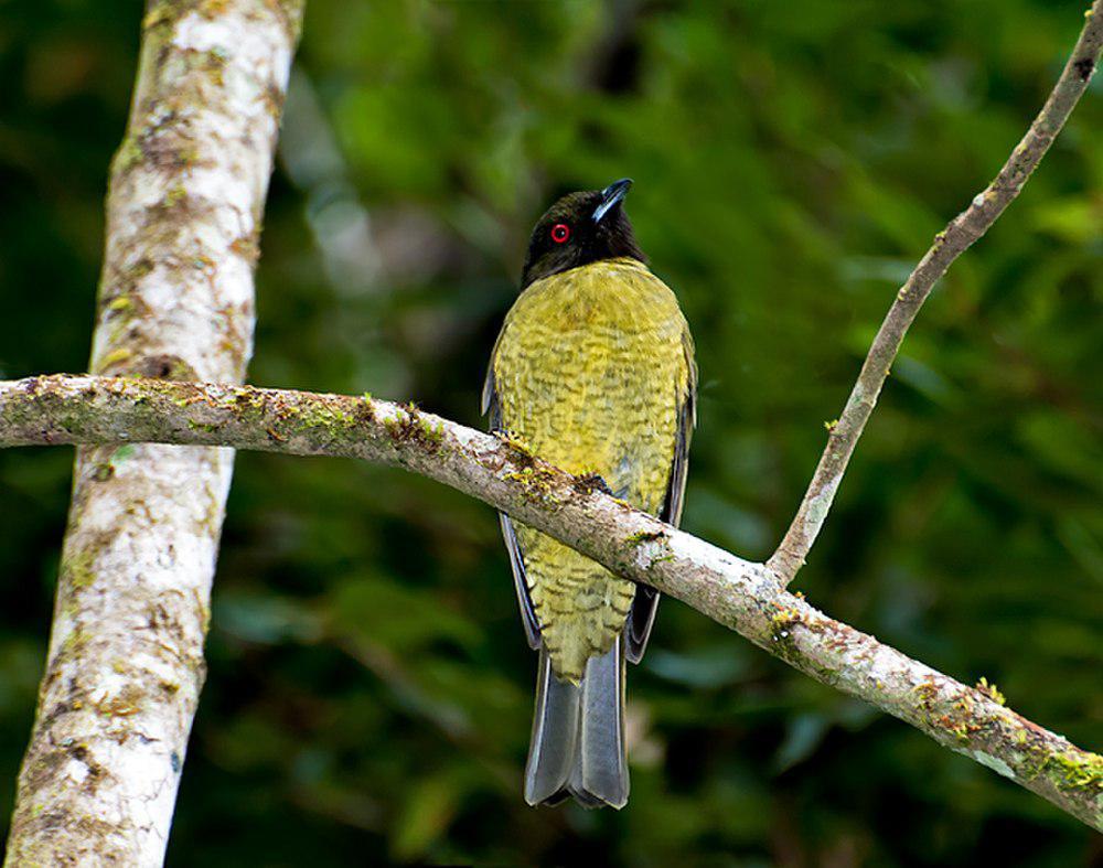 黑头食果伞鸟 / Black-headed Berryeater / Carpornis melanocephala