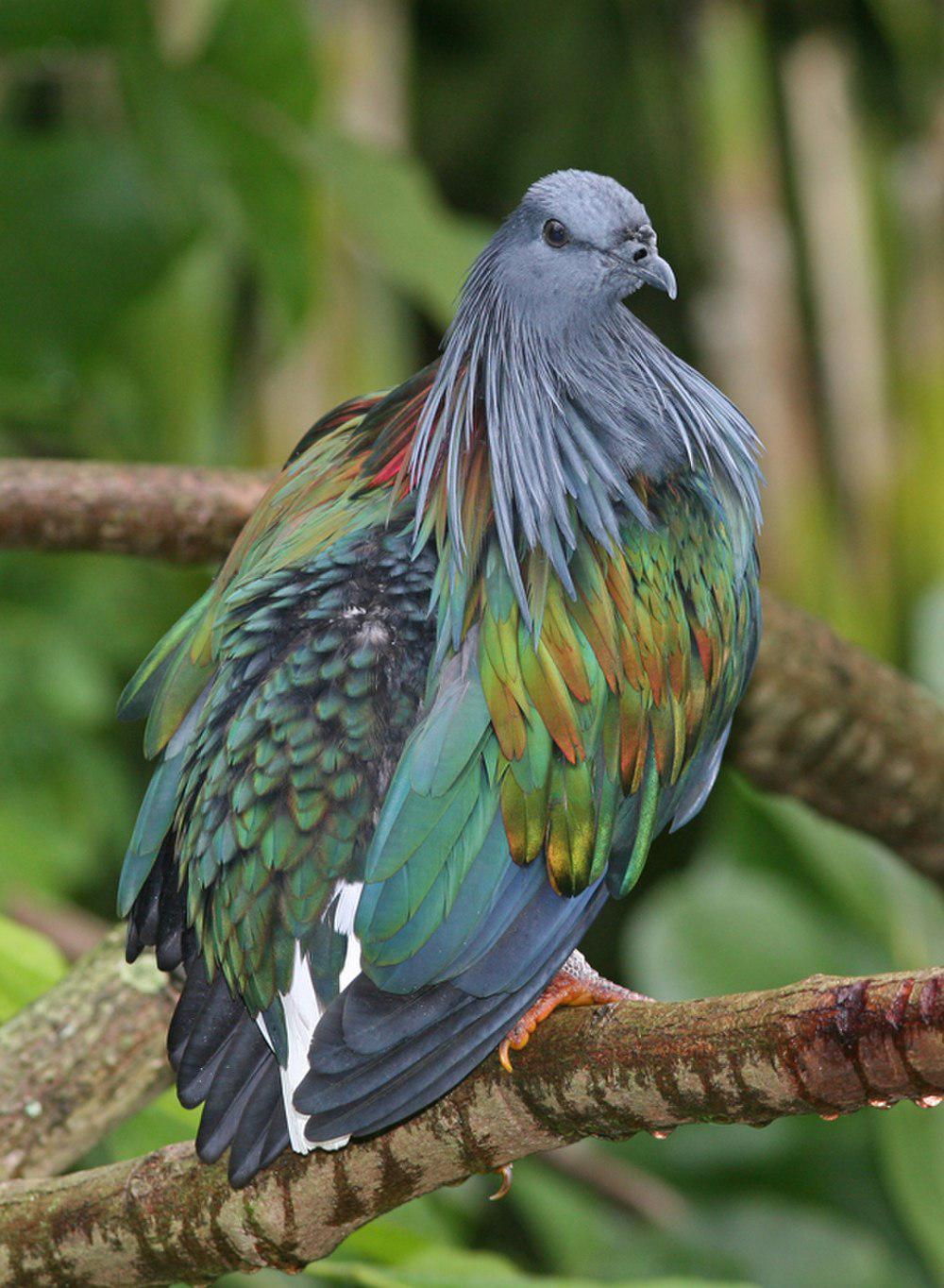 尼柯巴鸠 / Nicobar Pigeon / Caloenas nicobarica