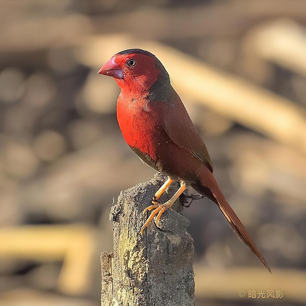 赤胸星雀 / Crimson Finch / Neochmia phaeton