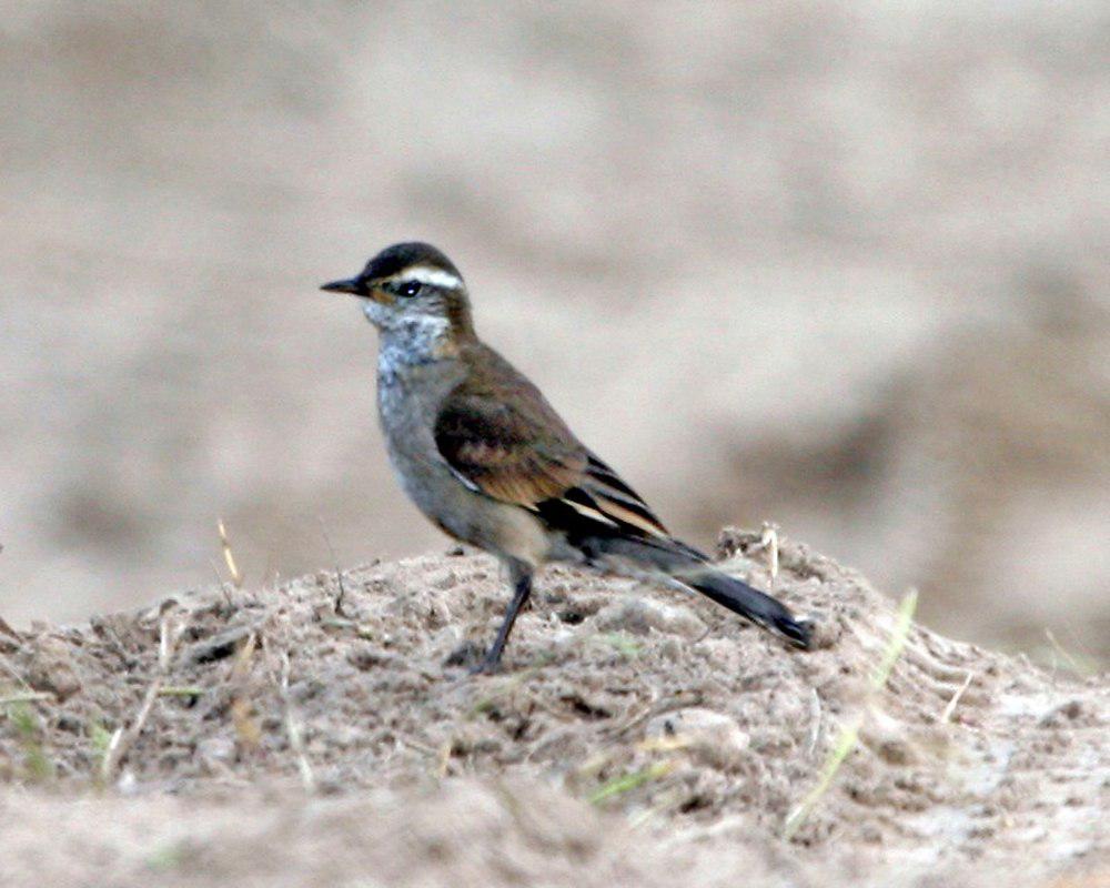 斑翅抖尾地雀 / Buff-winged Cinclodes / Cinclodes fuscus