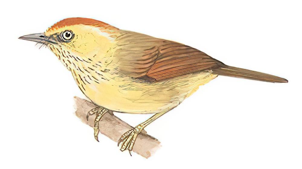 纹胸巨鹛 / Pin-striped Tit-Babbler / Mixornis gularis