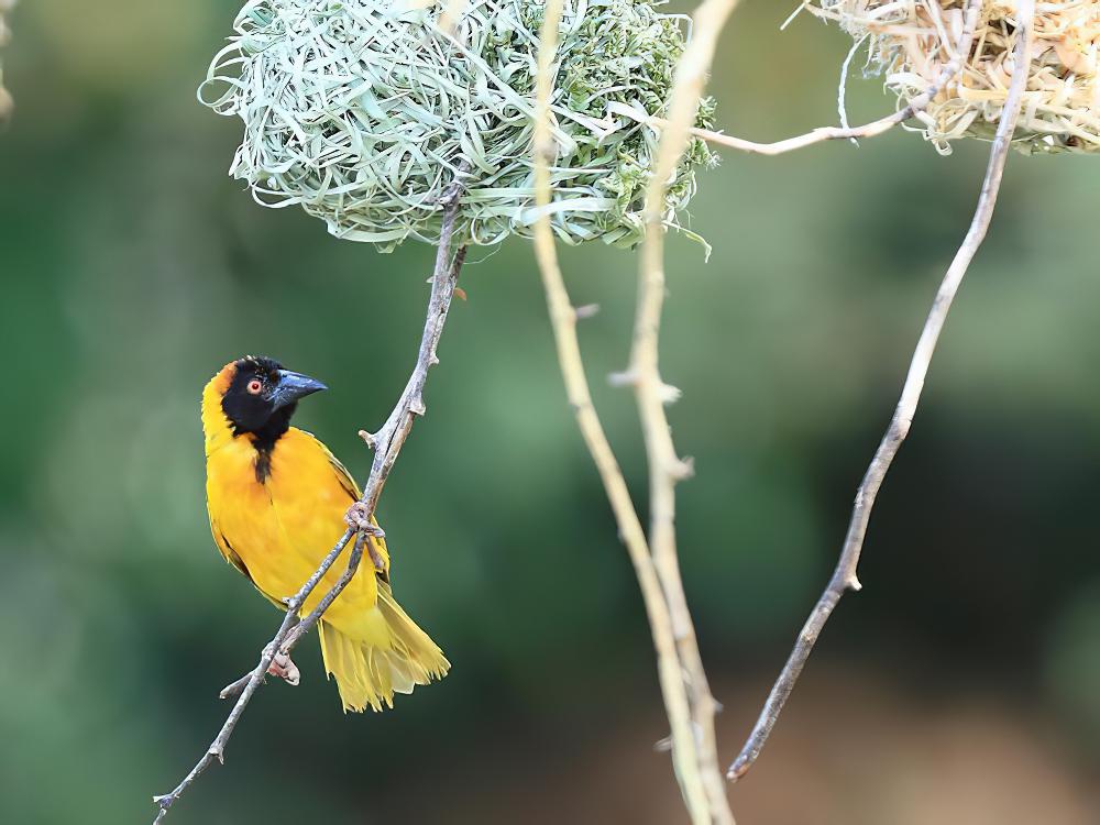 黑脸织雀 / Lesser Masked Weaver / Ploceus intermedius