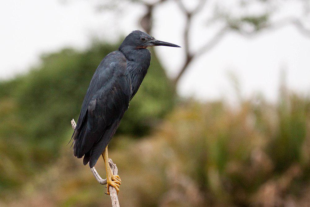 蓝灰鹭 / Slaty Egret / Egretta vinaceigula