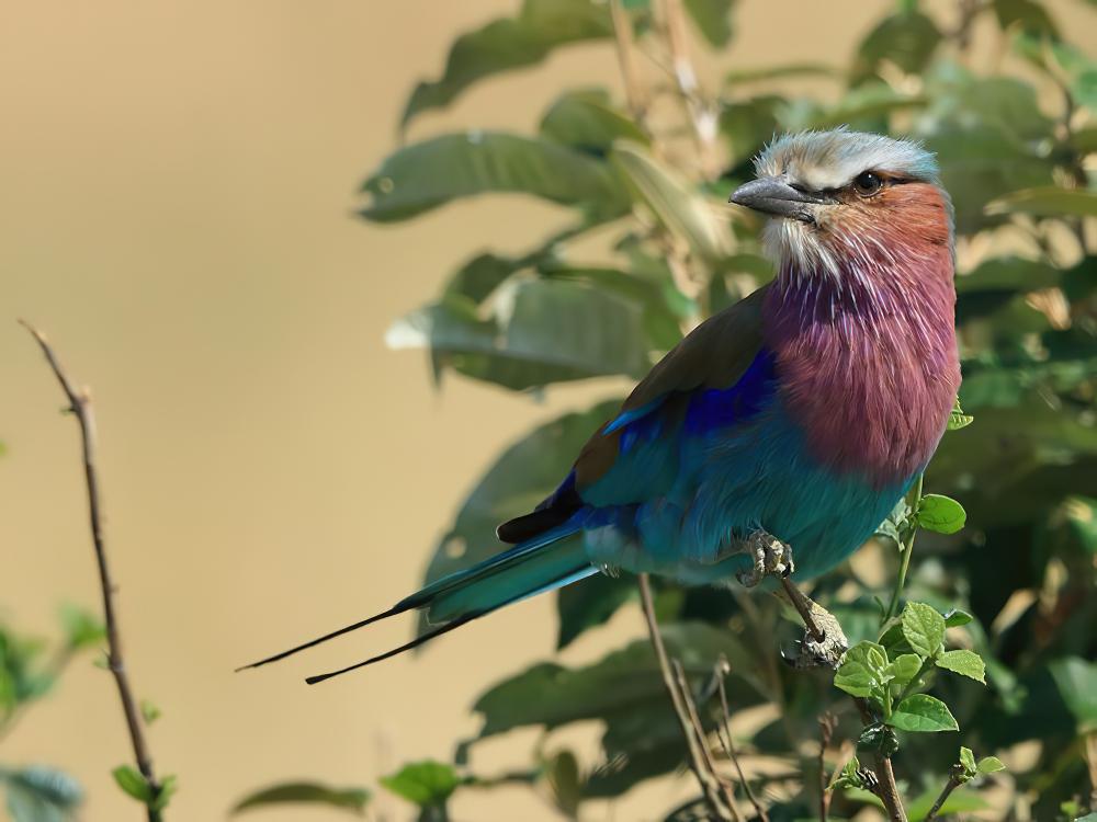 燕尾佛法僧 / Lilac-breasted Roller / Coracias caudatus