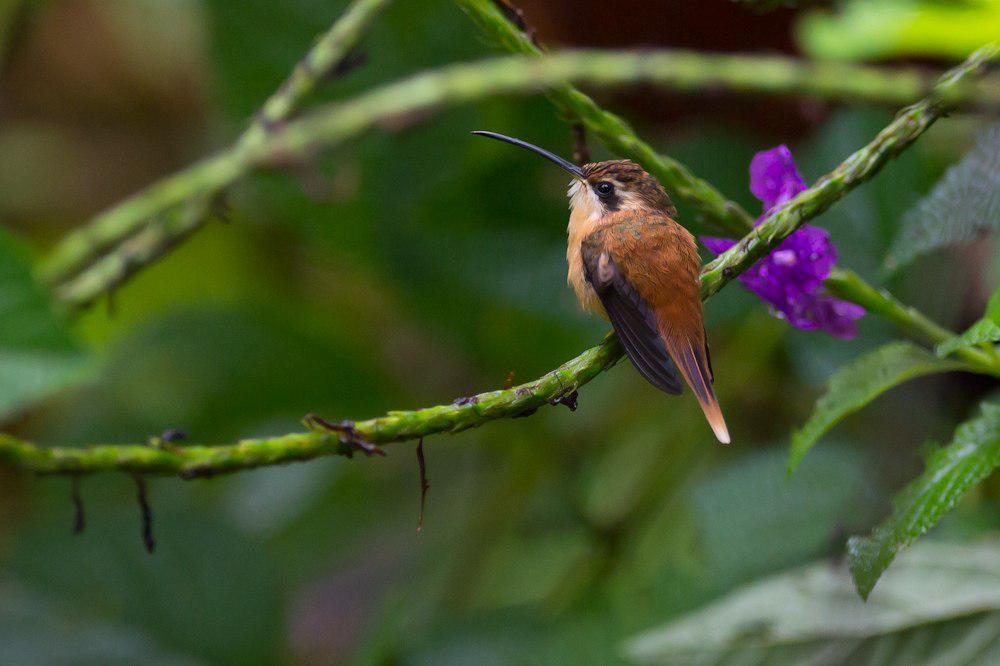 红隐蜂鸟 / Reddish Hermit / Phaethornis ruber