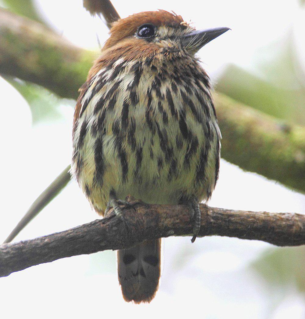 矛蓬头䴕 / Lanceolated Monklet / Micromonacha lanceolata