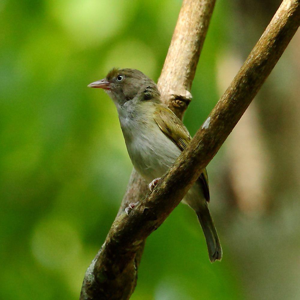 灰胸绿莺雀 / Grey-chested Greenlet / Hylophilus semicinereus