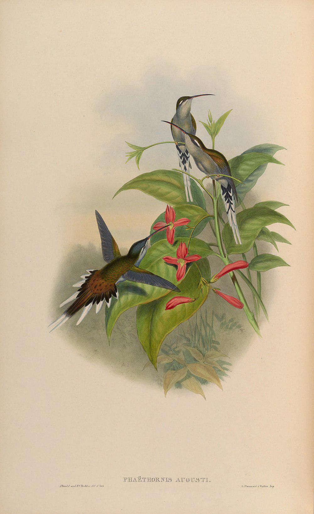 乌顶隐蜂鸟 / Sooty-capped Hermit / Phaethornis augusti