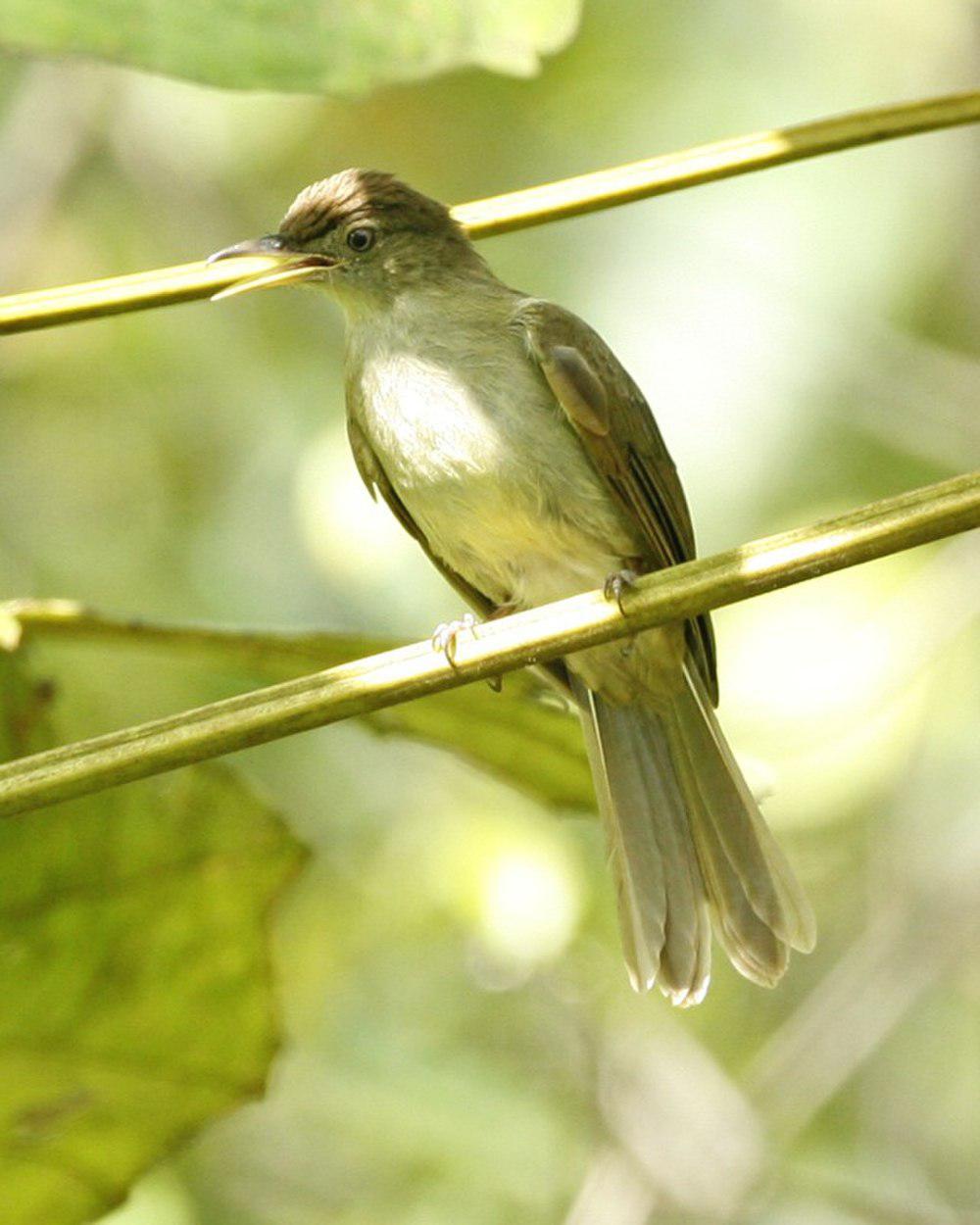 棕臀短脚鹎 / Buff-vented Bulbul / Iole crypta