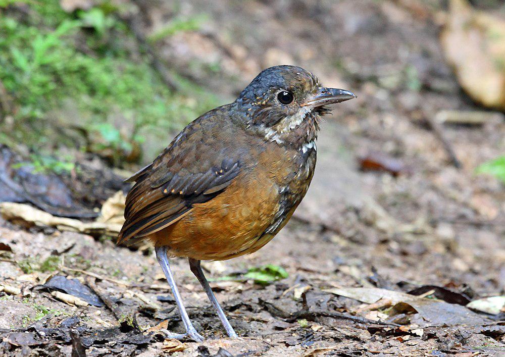 须蚁鸫 / Moustached Antpitta / Grallaria alleni