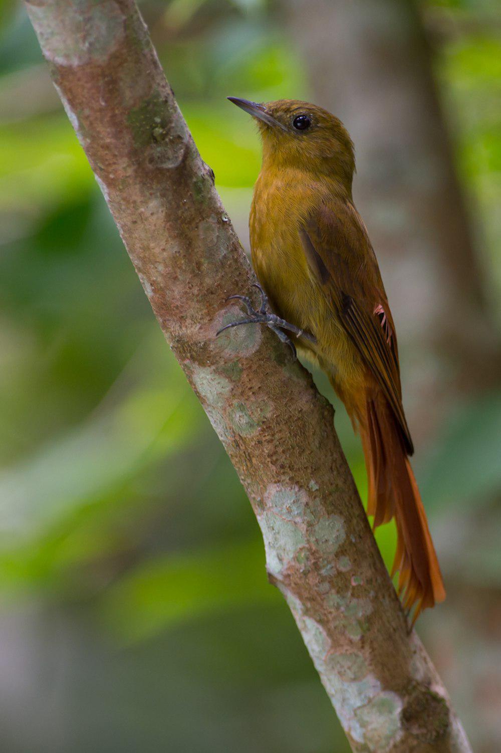 绿䴕雀 / Olivaceous Woodcreeper / Sittasomus griseicapillus