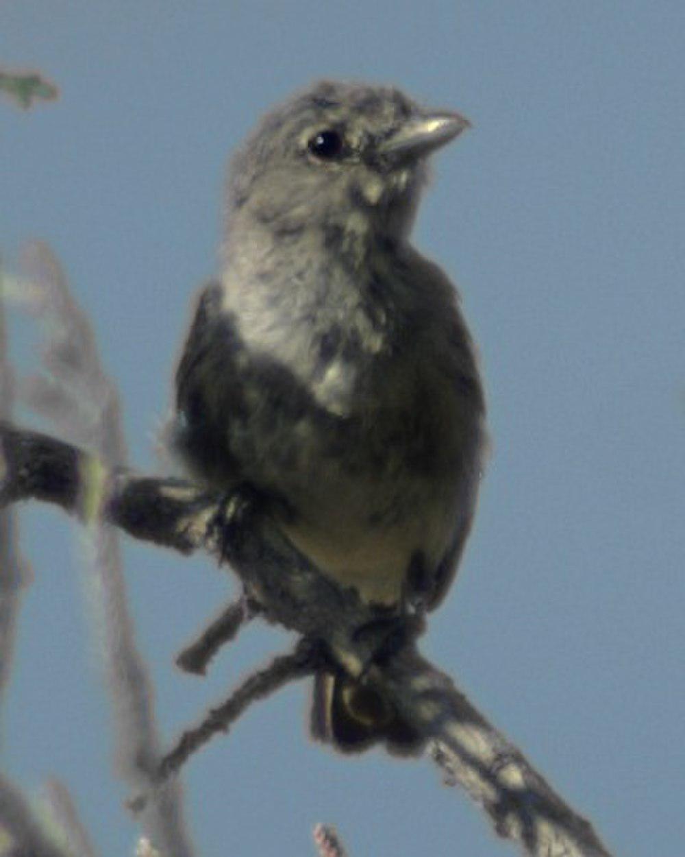 灰莺雀 / Grey Vireo / Vireo vicinior