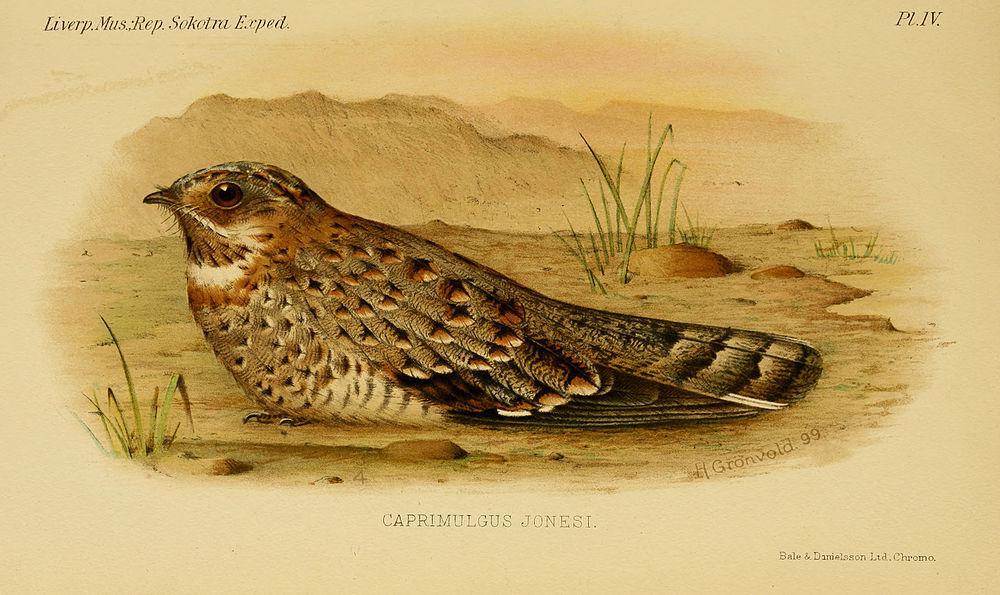 努比亚夜鹰 / Nubian Nightjar / Caprimulgus nubicus