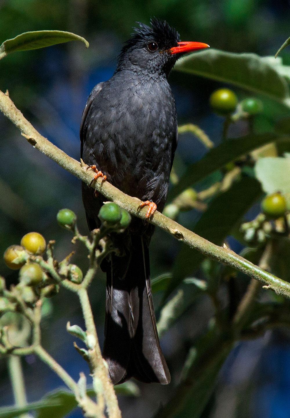 方尾黑鹎 / Square-tailed Bulbul / Hypsipetes ganeesa