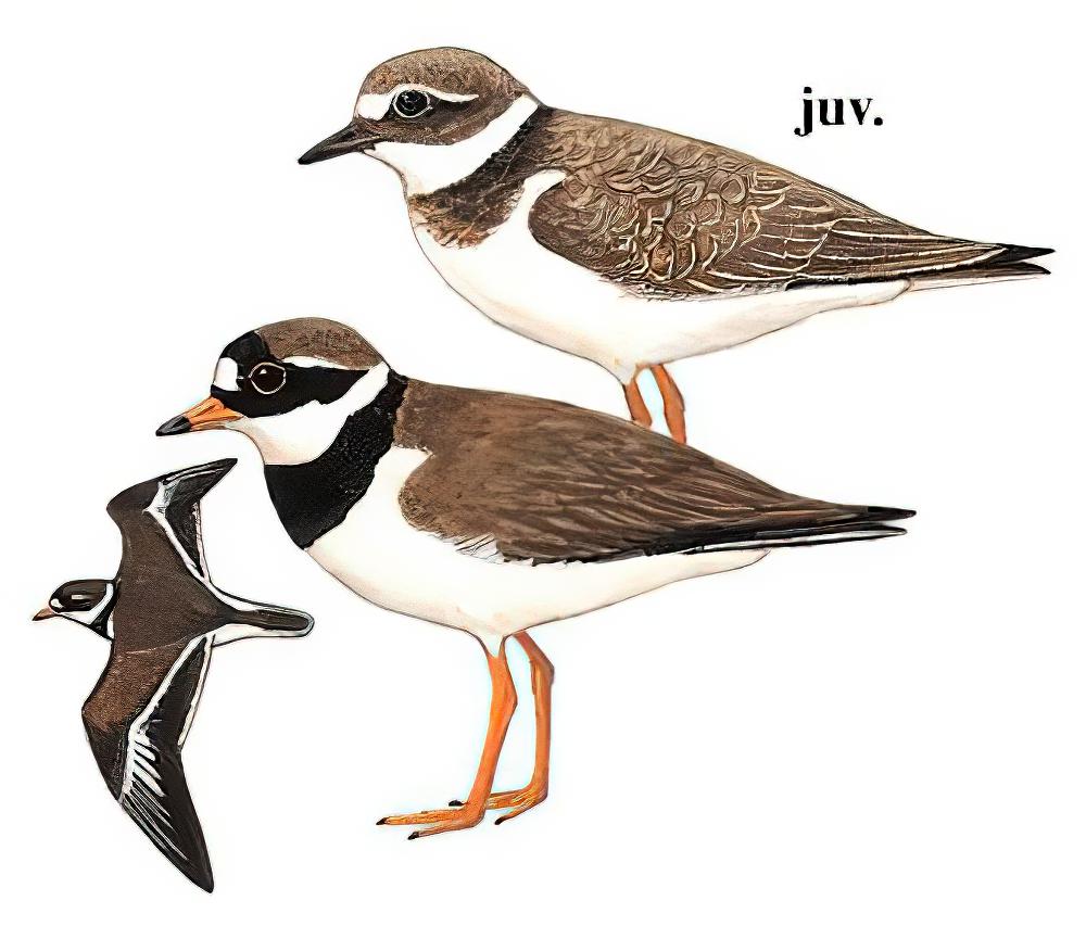 剑鸻 / Common Ringed Plover / Charadrius hiaticula