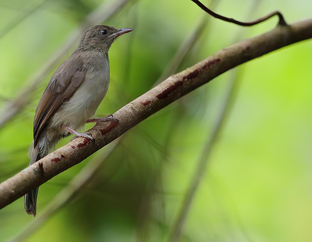 白眼褐鹎 / Cream-vented Bulbul / Pycnonotus simplex