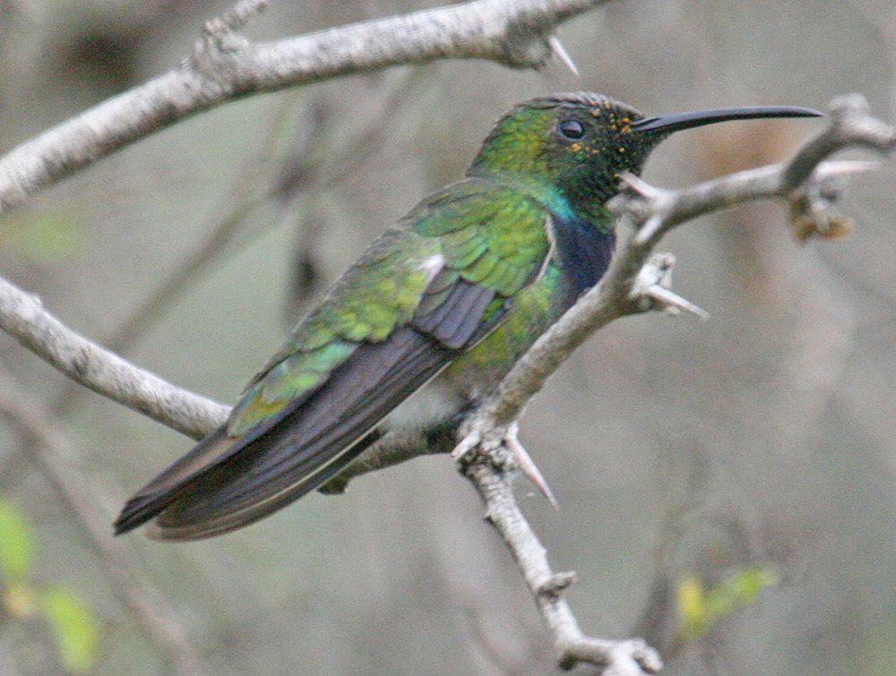 绿胸芒果蜂鸟 / Green-breasted Mango / Anthracothorax prevostii