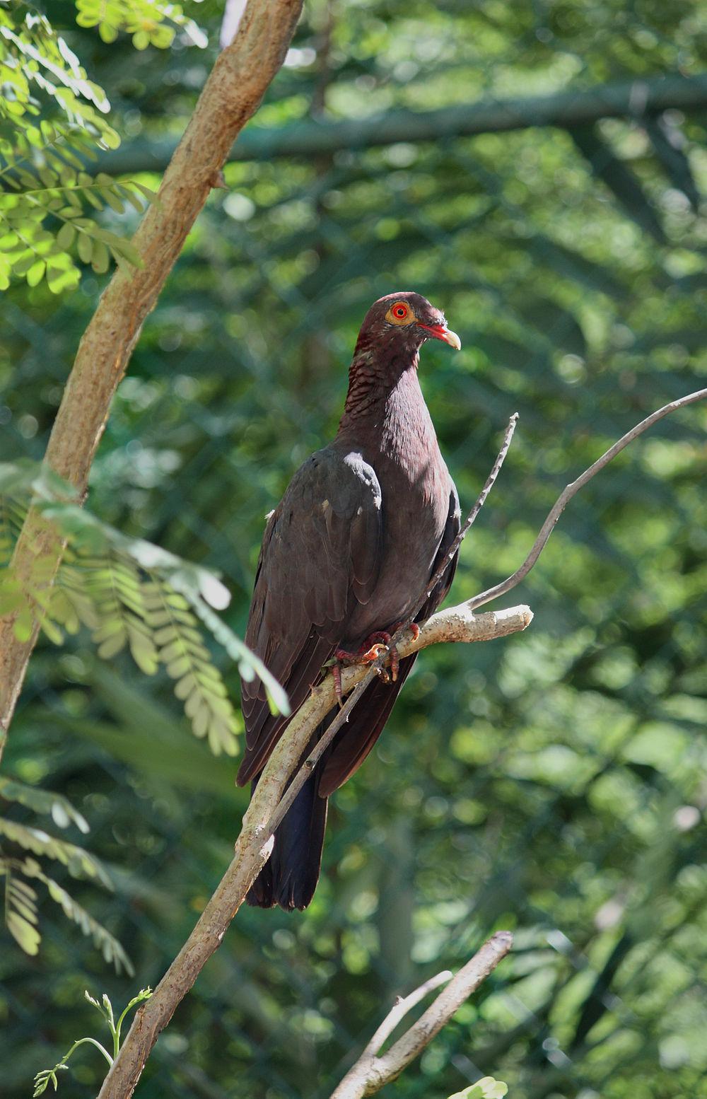 鳞枕鸽 / Scaly-naped Pigeon / Patagioenas squamosa