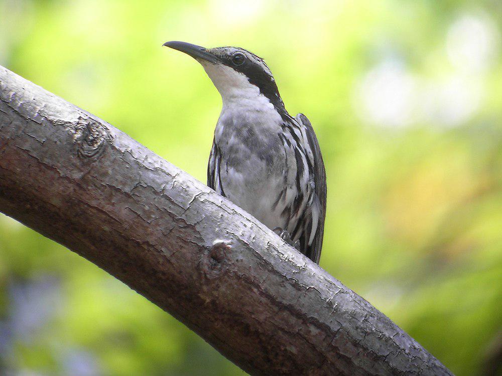 纹胁旋木雀 / Stripe-headed Rhabdornis / Rhabdornis mystacalis