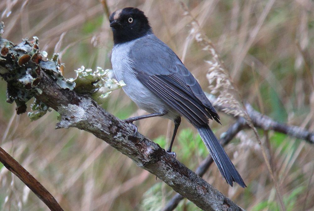 黑头拟雀 / Black-headed Hemispingus / Pseudospingus verticalis