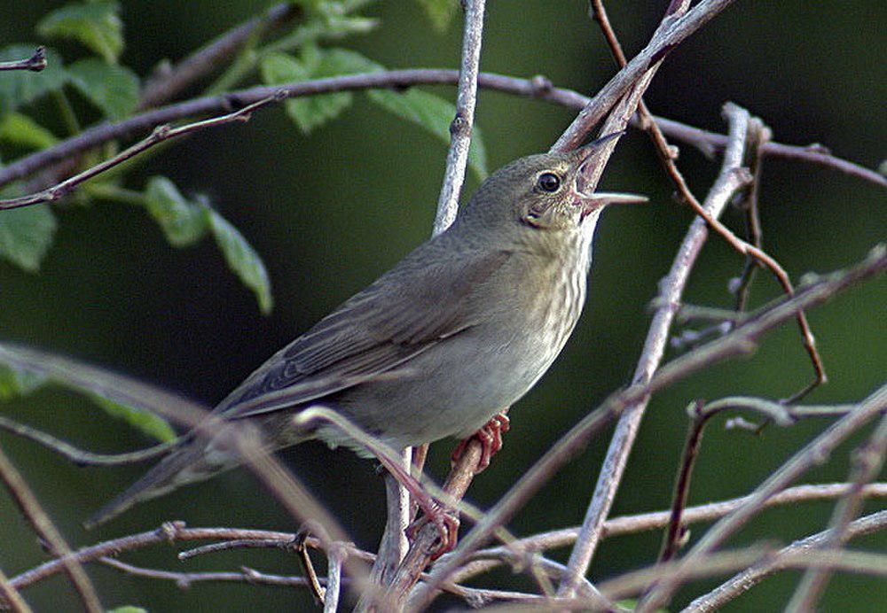 河蝗莺 / River Warbler / Locustella fluviatilis