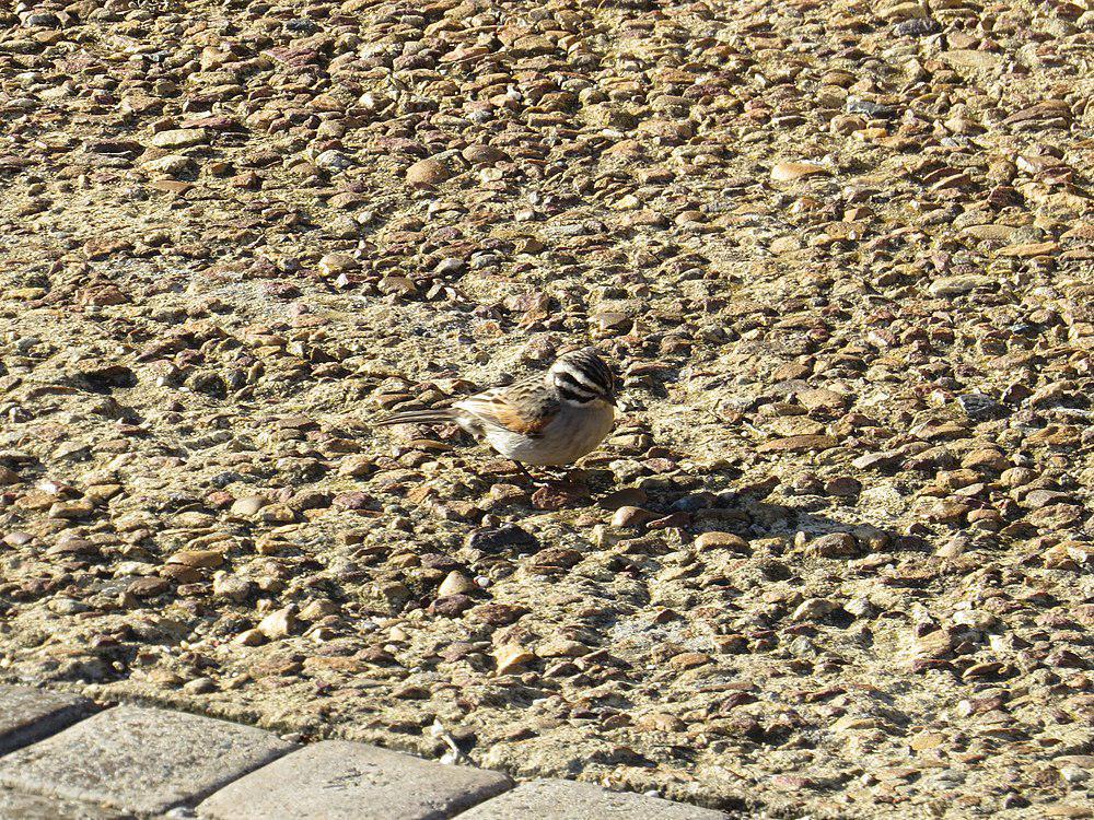 文氏岩鹀 / Vincent\'s Bunting / Emberiza vincenti