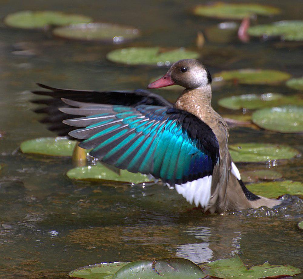 巴西凫 / Brazilian Teal / Amazonetta brasiliensis