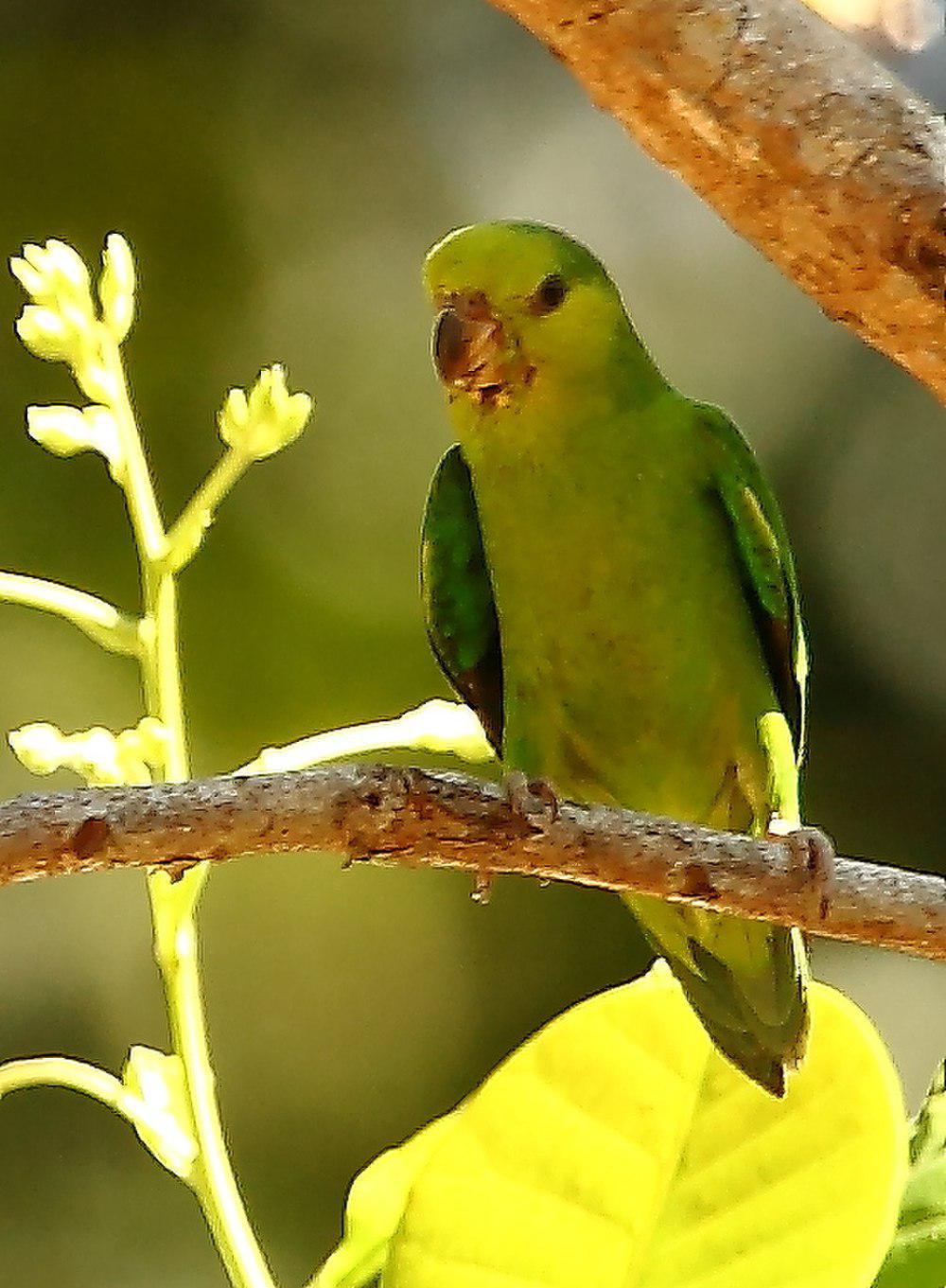 乌嘴鹦哥 / Dusky-billed Parrotlet / Forpus modestus