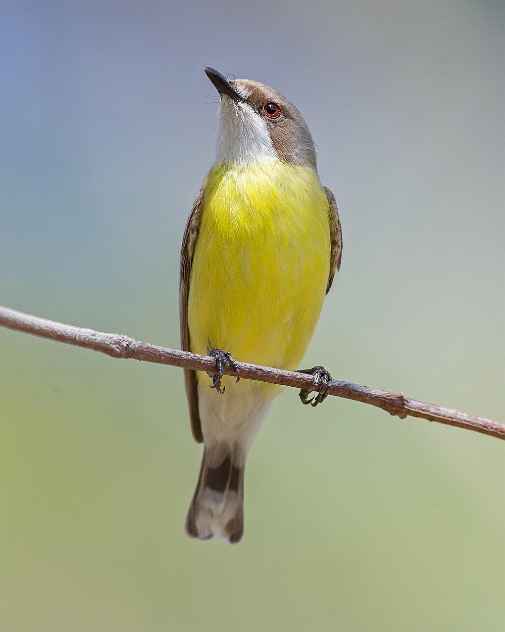 白喉噪刺莺 / White-throated Gerygone / Gerygone olivacea