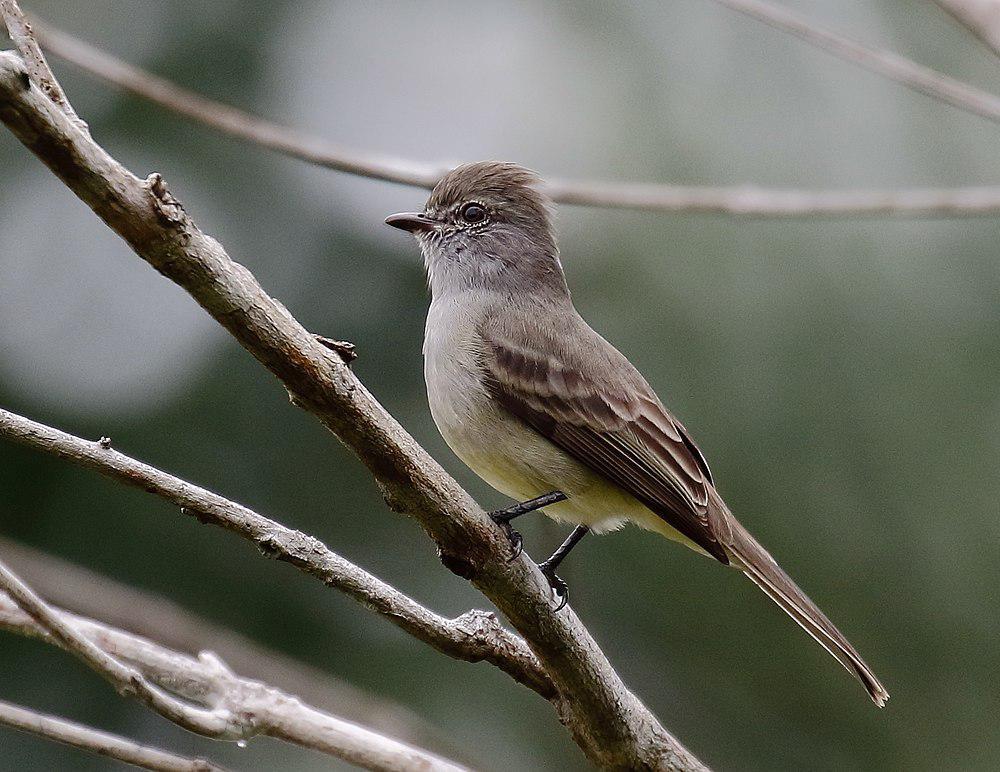 亚马孙灌丛霸鹟 / Amazonian Scrub Flycatcher / Sublegatus obscurior