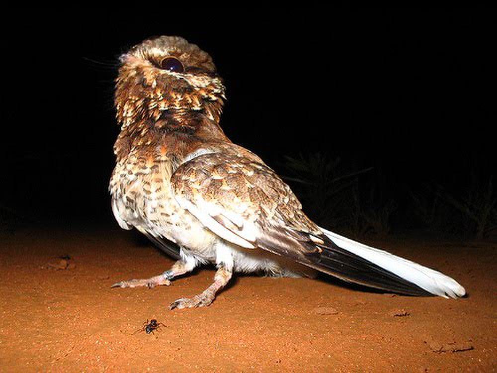 白翅夜鹰 / White-winged Nightjar / Eleothreptus candicans