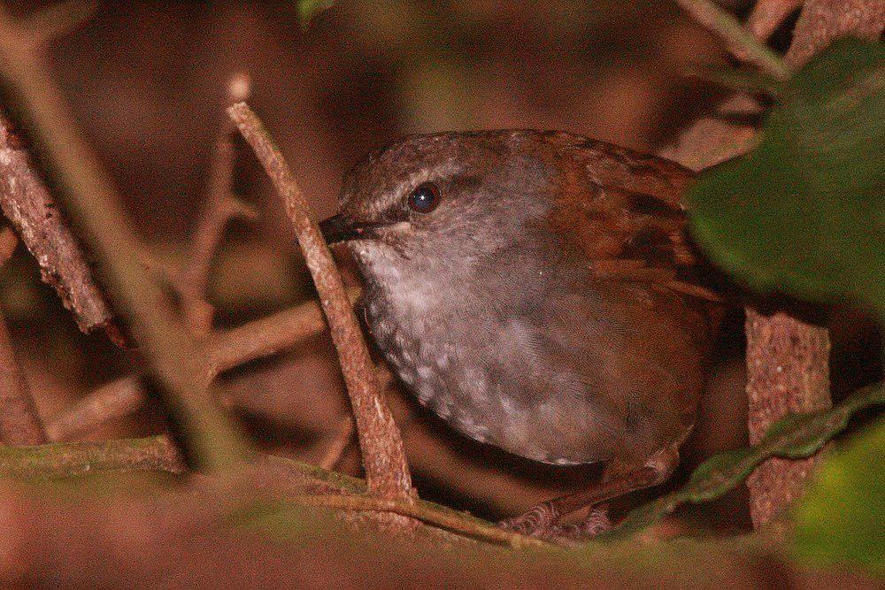 栗背短翅莺 / Sulawesi Bush Warbler / Locustella castanea