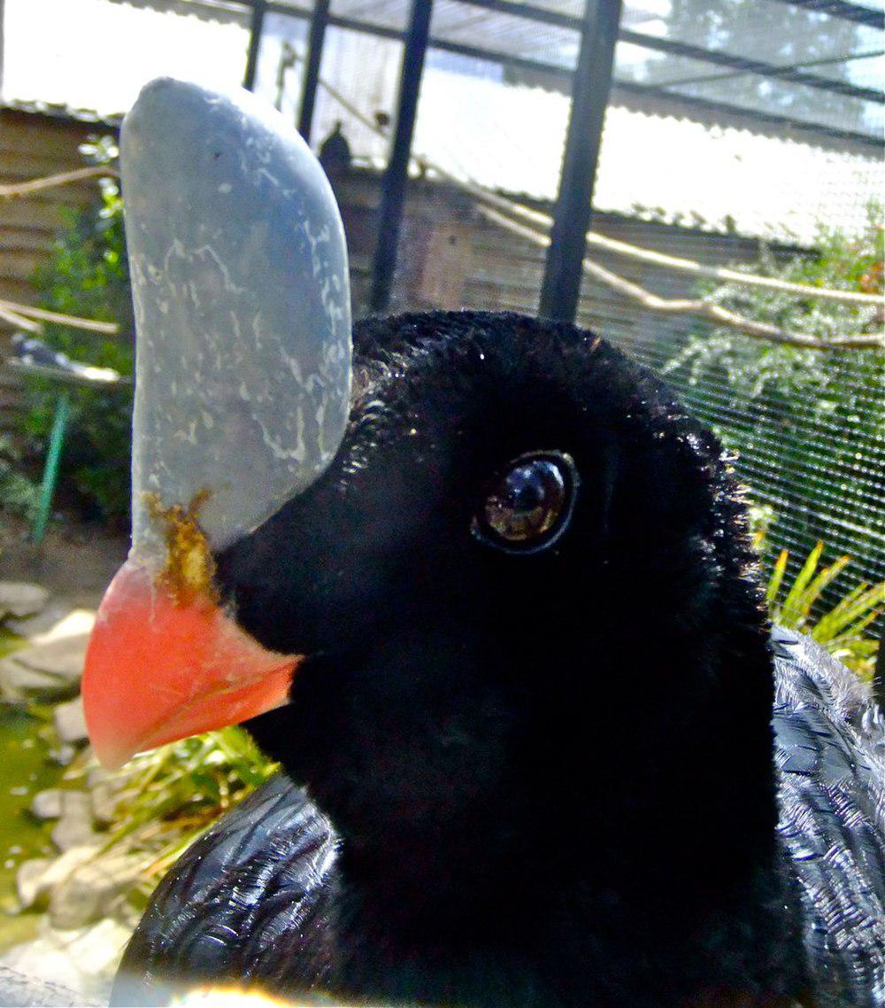 单盔凤冠雉 / Horned Curassow / Pauxi unicornis