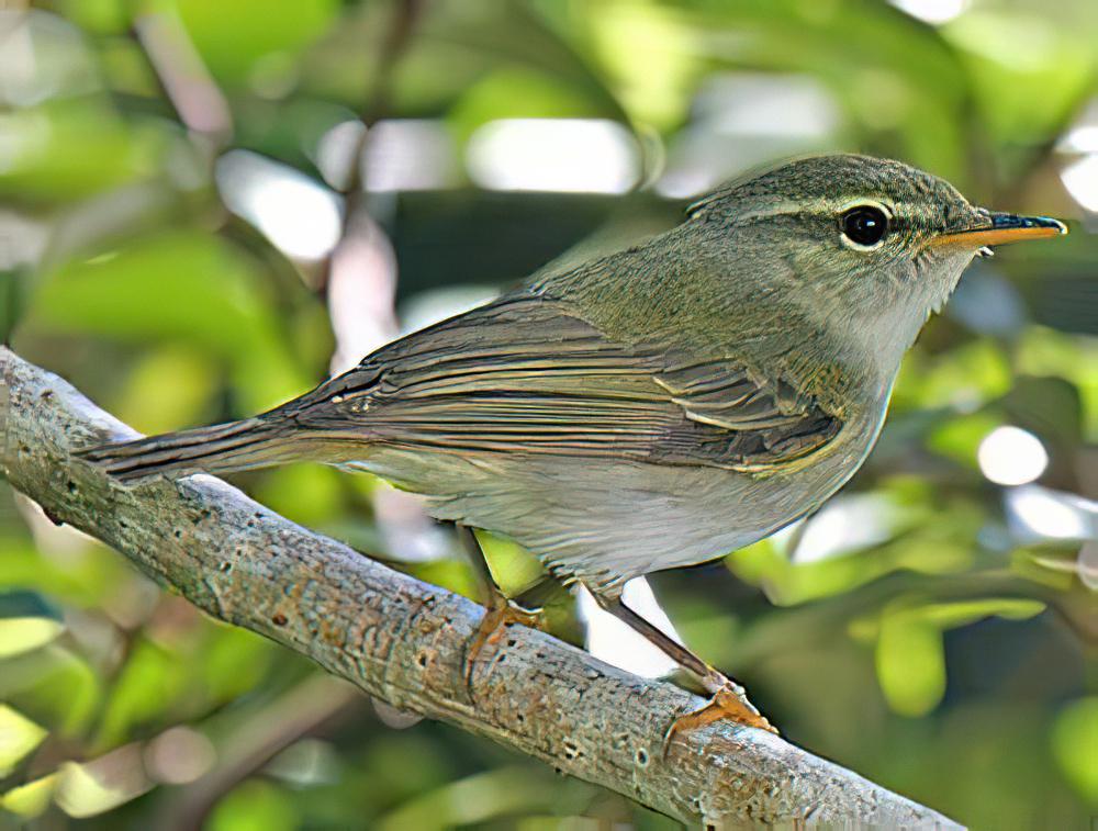 饭岛柳莺 / Ijima\'s Leaf Warbler / Phylloscopus ijimae