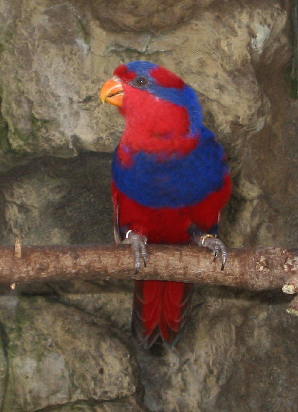 红蓝鹦鹉 / Red-and-blue Lory / Eos histrio