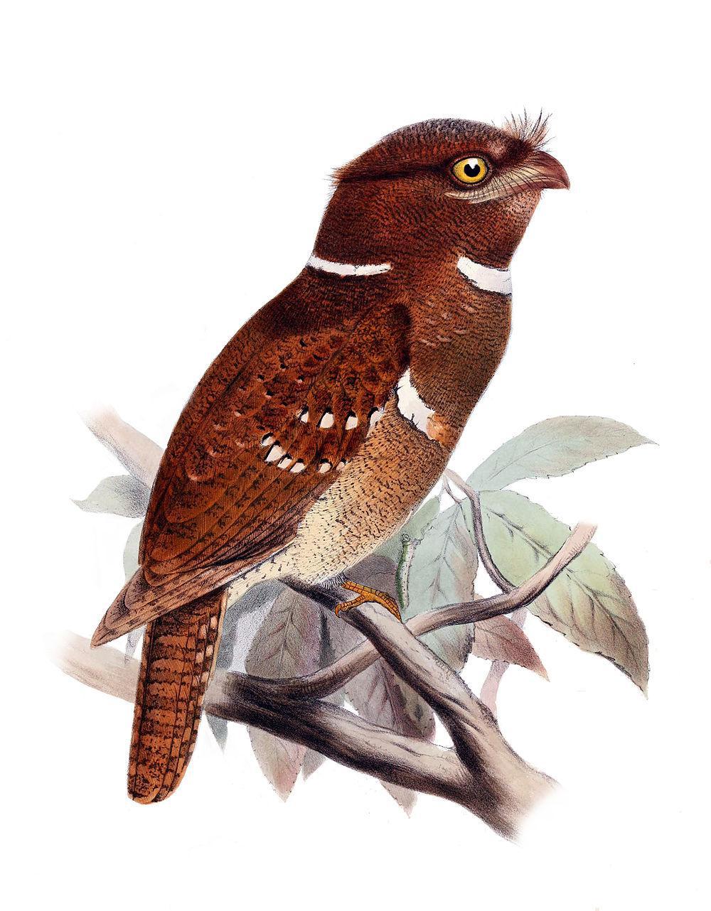 菲律宾蟆口鸱 / Philippine Frogmouth / Batrachostomus septimus