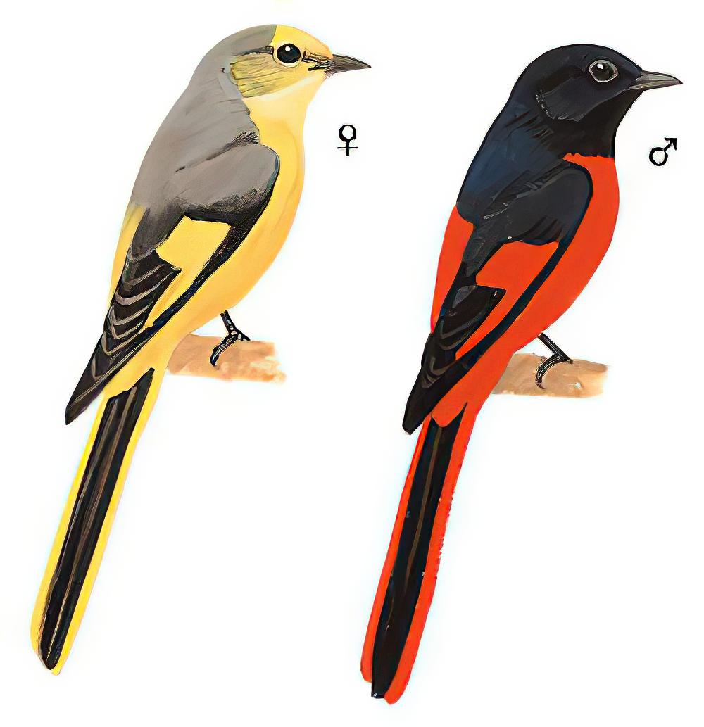 短嘴山椒鸟 / Short-billed Minivet / Pericrocotus brevirostris