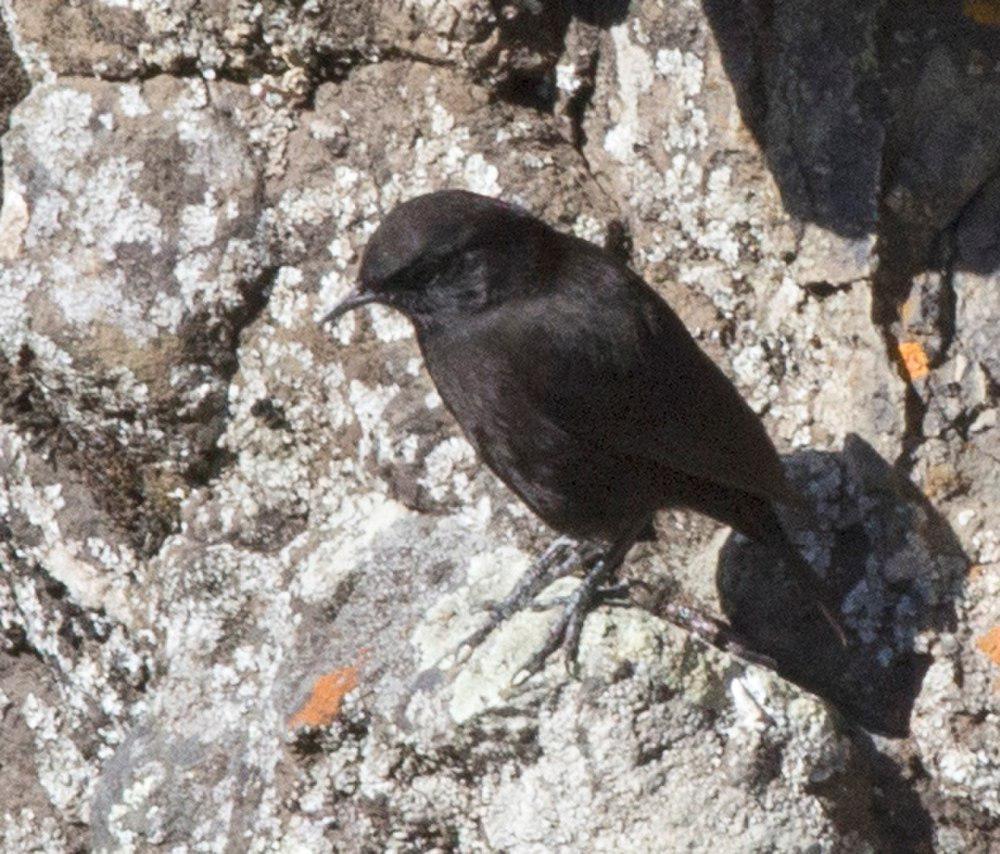 卢氏蚁䳭 / Rüppell\'s Black Chat / Myrmecocichla melaena