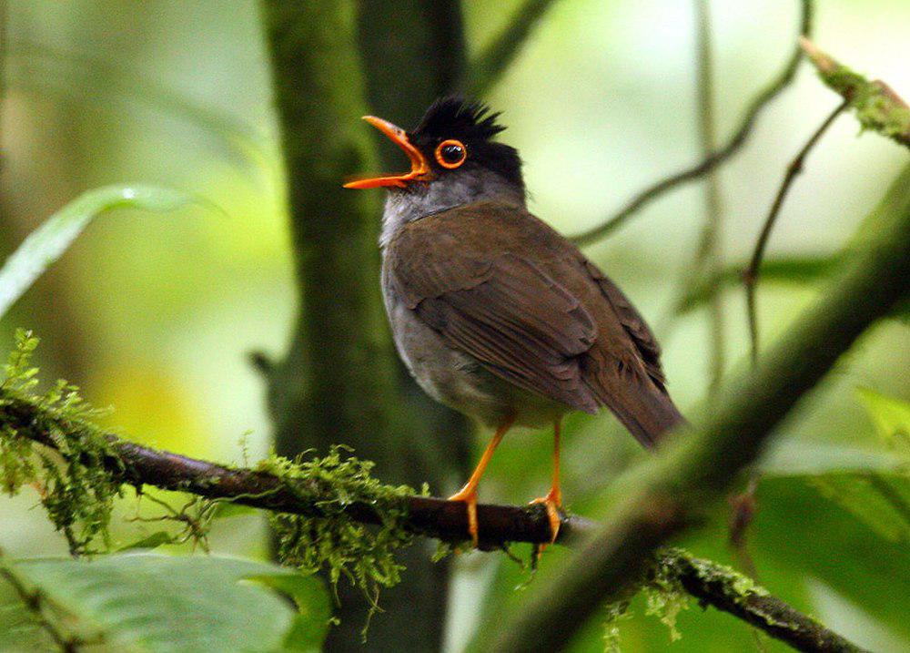 黑头夜鸫 / Black-headed Nightingale-Thrush / Catharus mexicanus