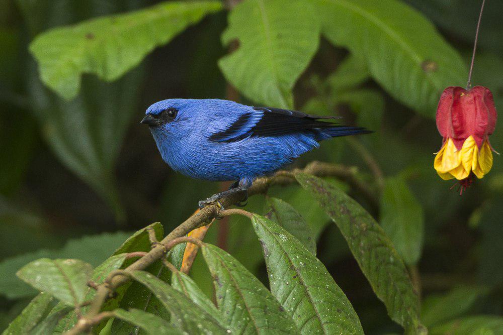 蓝黑唐加拉雀 / Blue-and-black Tanager / Tangara vassorii