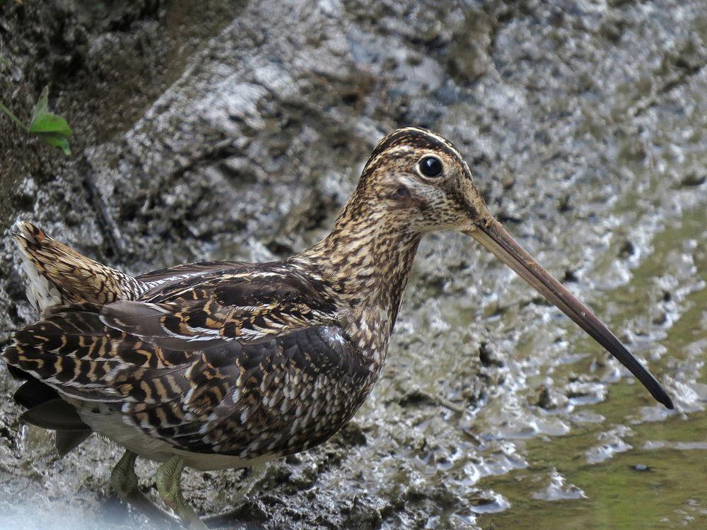 长嘴沙锥 / Noble Snipe / Gallinago nobilis