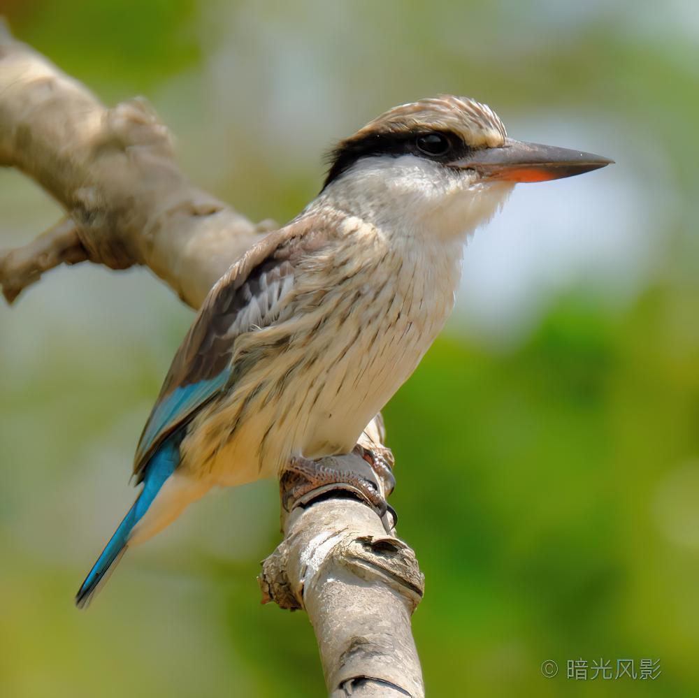 斑纹翡翠 / Striped Kingfisher / Halcyon chelicuti