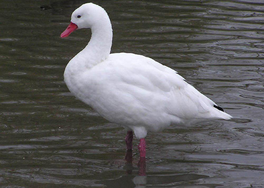 扁嘴天鹅 / Coscoroba Swan / Coscoroba coscoroba