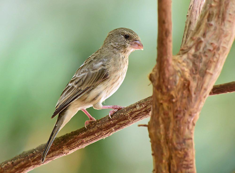 绿腰丝雀 / Arabian Serin / Crithagra rothschildi