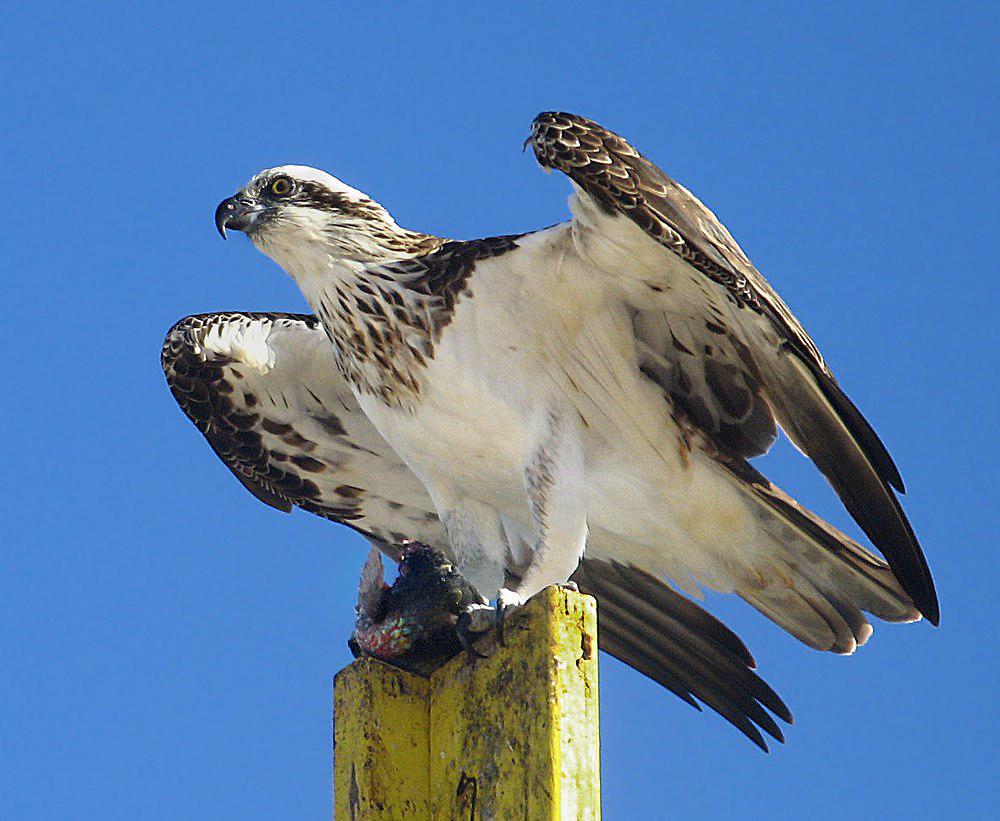 东方鹗 / Eastern Osprey / Pandion cristatus