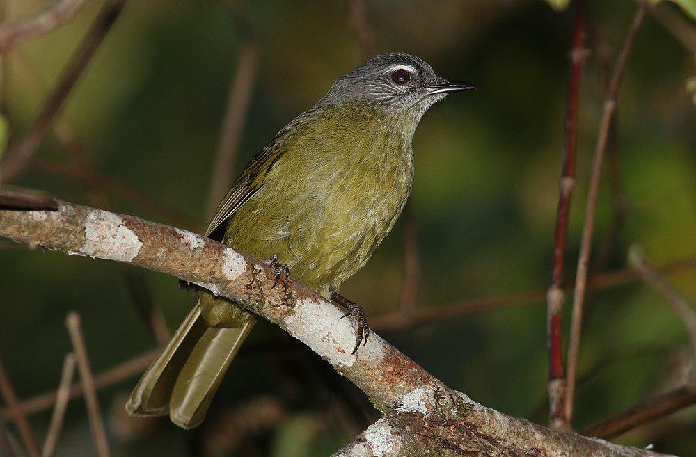 纹颊绿鹎 / Stripe-cheeked Greenbul / Arizelocichla milanjensis