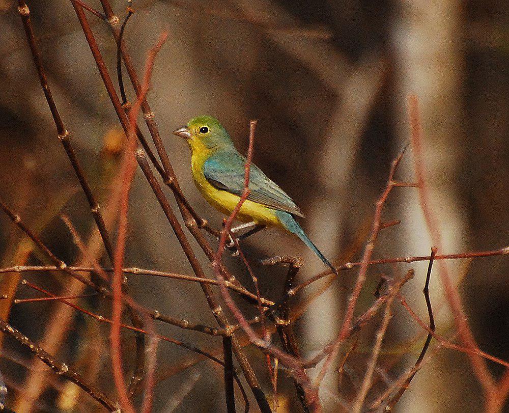 橙胸彩鹀 / Orange-breasted Bunting / Passerina leclancherii