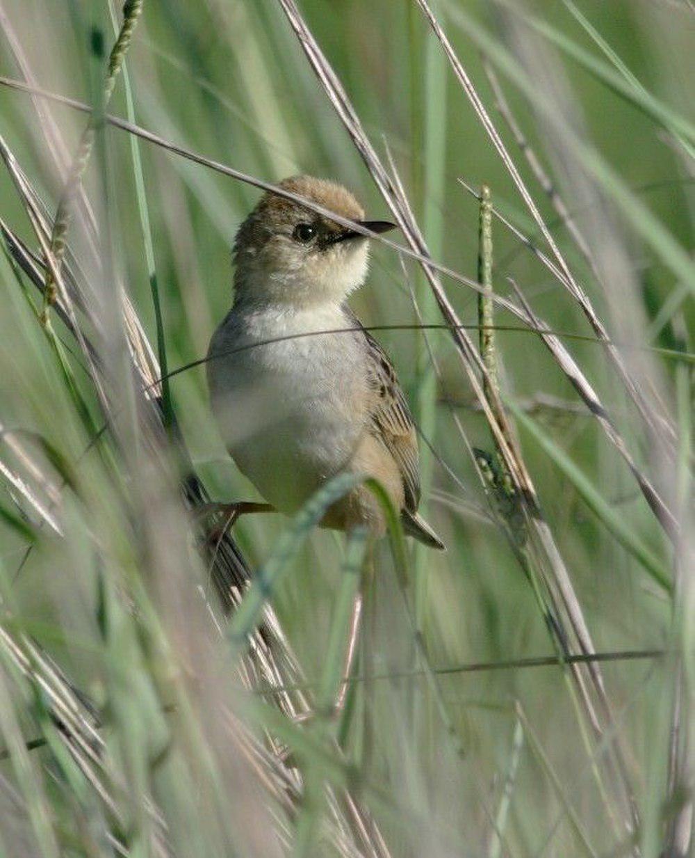 灰冠扇尾莺 / Pale-crowned Cisticola / Cisticola cinnamomeus