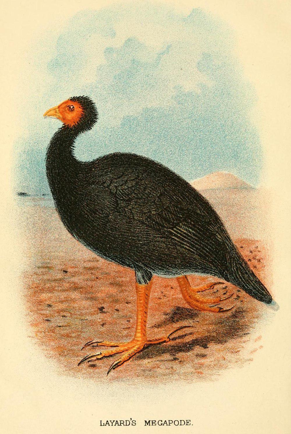 瓦努阿图塚雉 / Vanuatu Megapode / Megapodius layardi