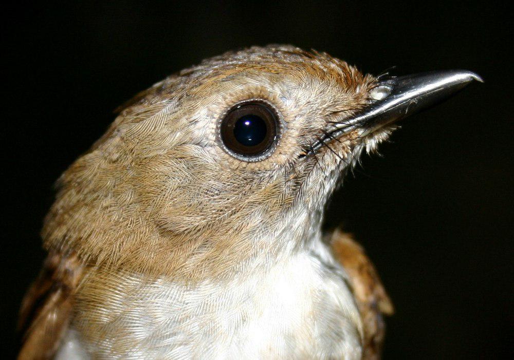 小灰姬鹟 / Little Slaty Flycatcher / Ficedula basilanica